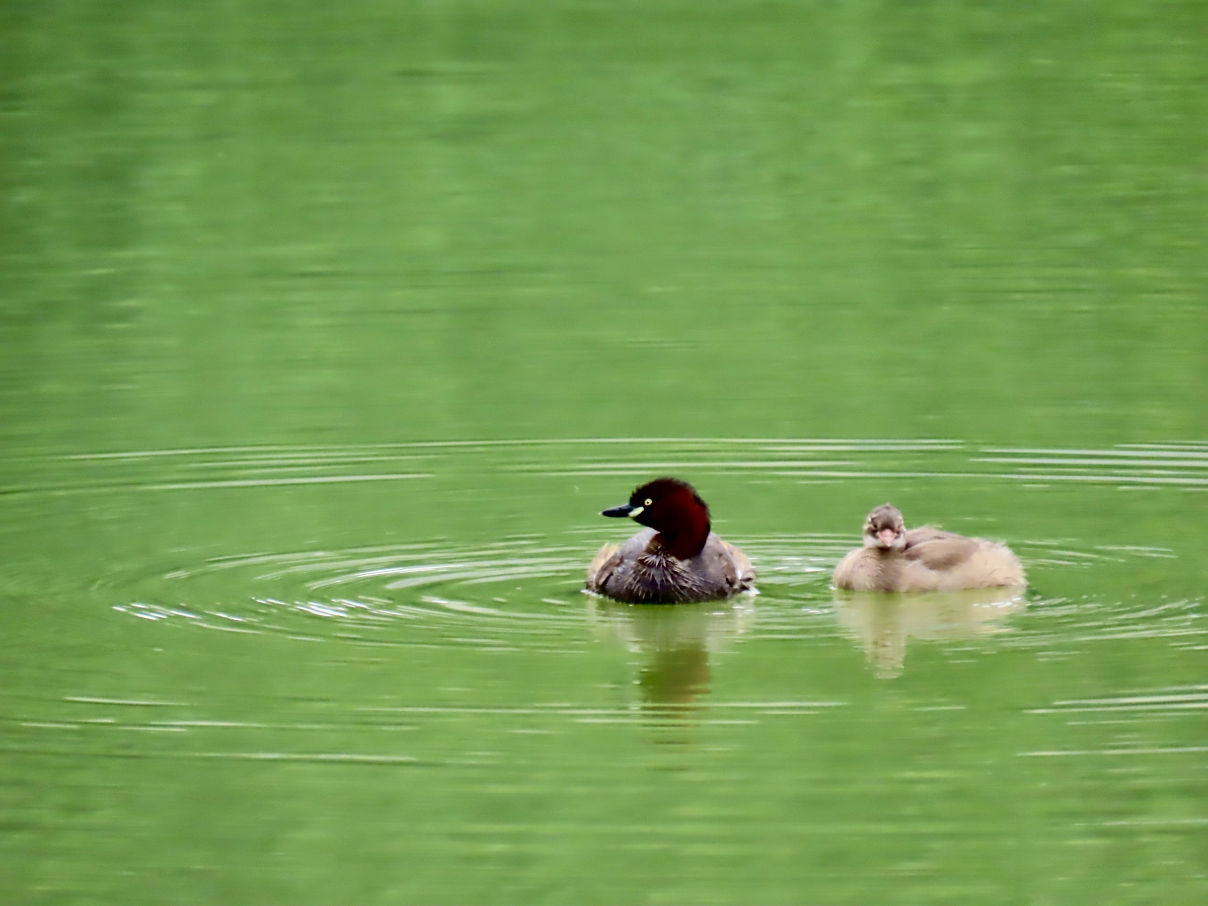 一池青绿，醉了光阴