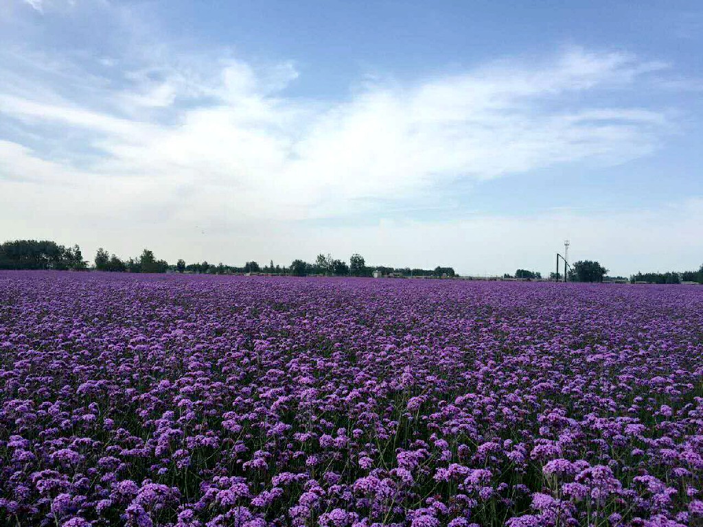 荷都休闲二日游