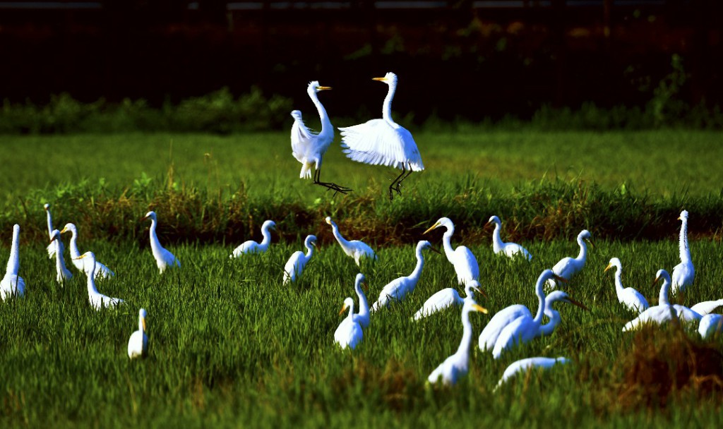 水上森林景区—国家AAAA级旅游景区