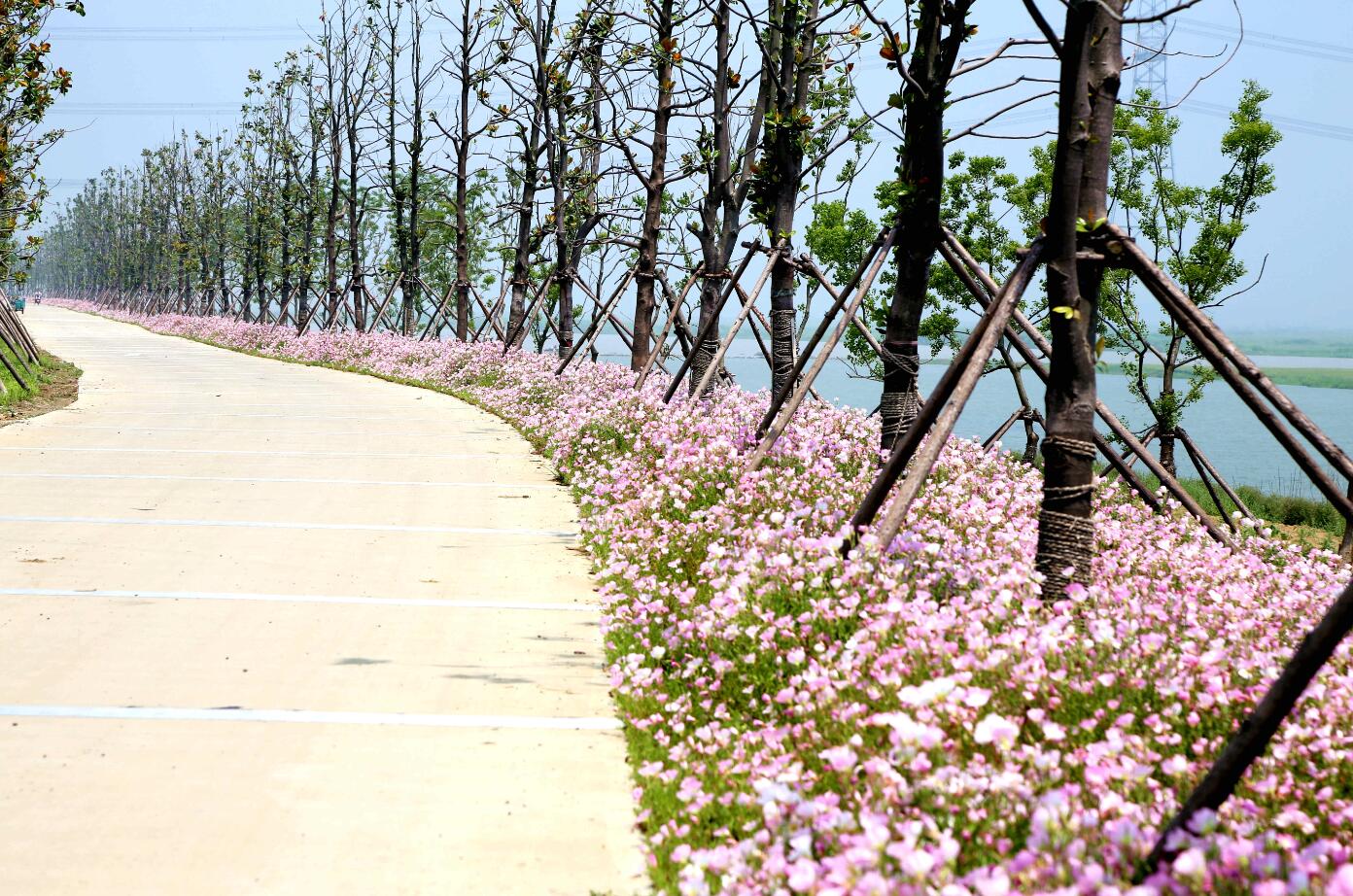 金湖全域绿道